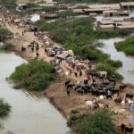 Heavy rains in Sindh inundated more than 350 villages Heavy rains in Sindh inundated more than 350 villages