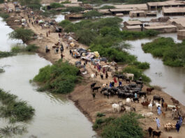 Heavy rains in Sindh inundated more than 350 villages Heavy rains in Sindh inundated more than 350 villages