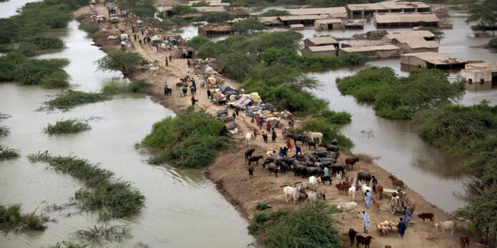 Heavy rains in Sindh inundated more than 350 villages