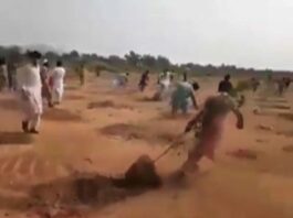 People of Khyber uprooted the trees planted during the government’s tree-planting campaign People of Khyber uprooted the trees planted during the government's tree-planting campaign