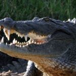 An Eight-Year-Old Girl Was Swallowed by a crocodile near Sukkur canal Crocodile