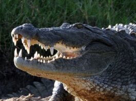 An Eight-Year-Old Girl Was Swallowed by a crocodile near Sukkur canal Crocodile