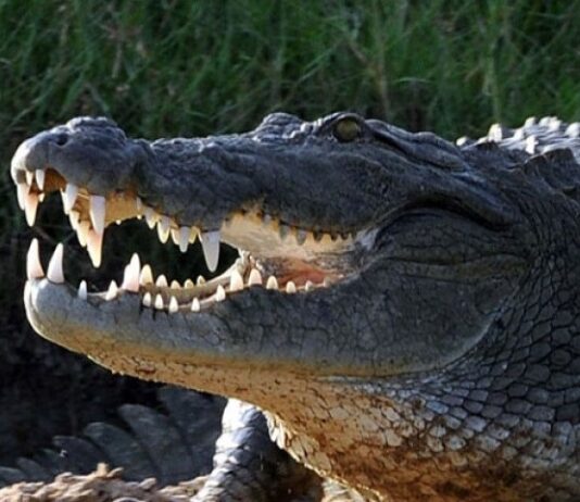 An Eight-Year-Old Girl Was Swallowed by a crocodile near Sukkur canal Crocodile