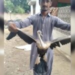 Sindh Wildlife Rescues Rare Birds From Poachers in Thatta Darter