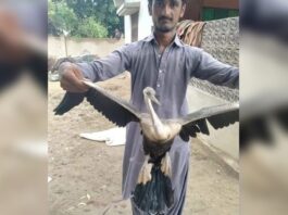 Sindh Wildlife Rescues Rare Birds From Poachers in Thatta Darter