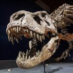 Are Dinosaurs Suffering From Bone Cancer That Affects People Today? Dinosaurs