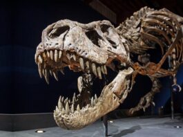 Are Dinosaurs Suffering From Bone Cancer That Affects People Today? Dinosaurs