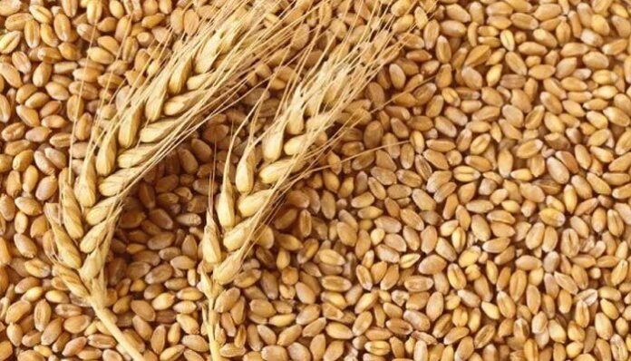 Imported Wheat