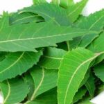 Neem leaves powder is best for facial rejuvenation Neem leaves powder is best for facial rejuvenation