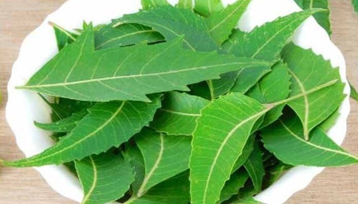 Neem leaves powder is best for facial rejuvenation