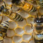 The Secret of “Extremely Sticky” Glue in Legs of Bee Honey BEE