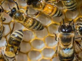 The Secret of “Extremely Sticky” Glue in Legs of Bee Honey BEE