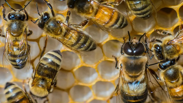 Honey BEE