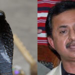 A Poisonous Snake Appeared In Haleem Adil Sheikh’s Room A Poisonous Snake Appeared In Haleem Adil Sheikh's Room