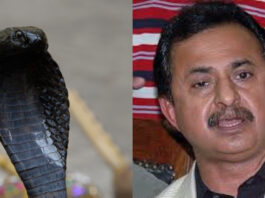 A Poisonous Snake Appeared In Haleem Adil Sheikh’s Room A Poisonous Snake Appeared In Haleem Adil Sheikh's Room