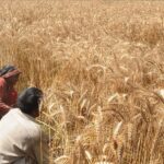 Wheat Production Is Expected To Increase This Year Wheat Production Is Expected To Increase This Year