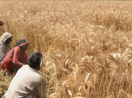Wheat Production Is Expected To Increase This Year Wheat Production Is Expected To Increase This Year