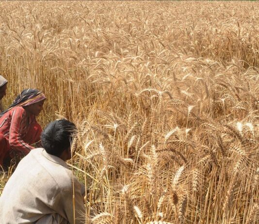 Wheat Production Is Expected To Increase This Year Wheat Production Is Expected To Increase This Year