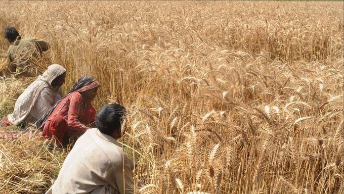 Wheat Production Is Expected To Increase This Year