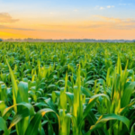 Agricultural exporters inform NA Committee of their concerns over export difficulties. Agricultural exporters inform NA Committee of their concerns over export difficulties.