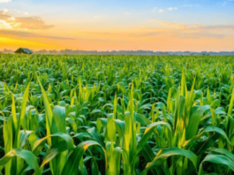 Agricultural exporters inform NA Committee of their concerns over export difficulties. Agricultural exporters inform NA Committee of their concerns over export difficulties.