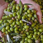 Pakistan will become a member of the International Olive Council Pakistan will become a member of the International Olive Council