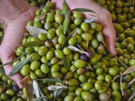 Pakistan will become a member of the International Olive Council Pakistan will become a member of the International Olive Council