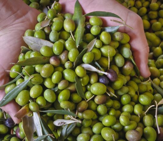 Pakistan will become a member of the International Olive Council Pakistan will become a member of the International Olive Council