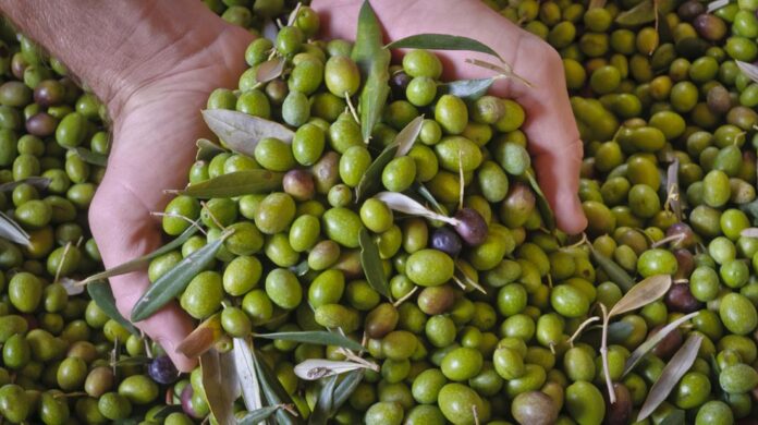 Pakistan will become a member of the International Olive Council