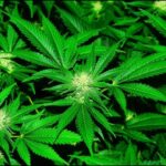 Cannabis is a cure for many diseases: Supreme Court Cannabis is a cure for many diseases: Supreme Court