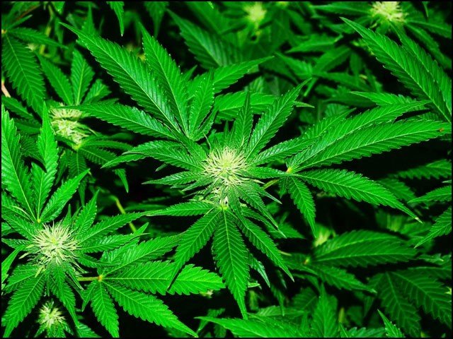 Cannabis is a cure for many diseases: Supreme Court