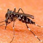 More than 4,000 cases of dengue reported in Islamabad this season. More than 4,000 cases of dengue reported in Islamabad this season.