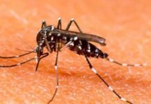 More than 4,000 cases of dengue reported in Islamabad this season. More than 4,000 cases of dengue reported in Islamabad this season.